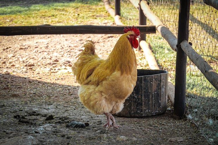 Photo Of A Chicken