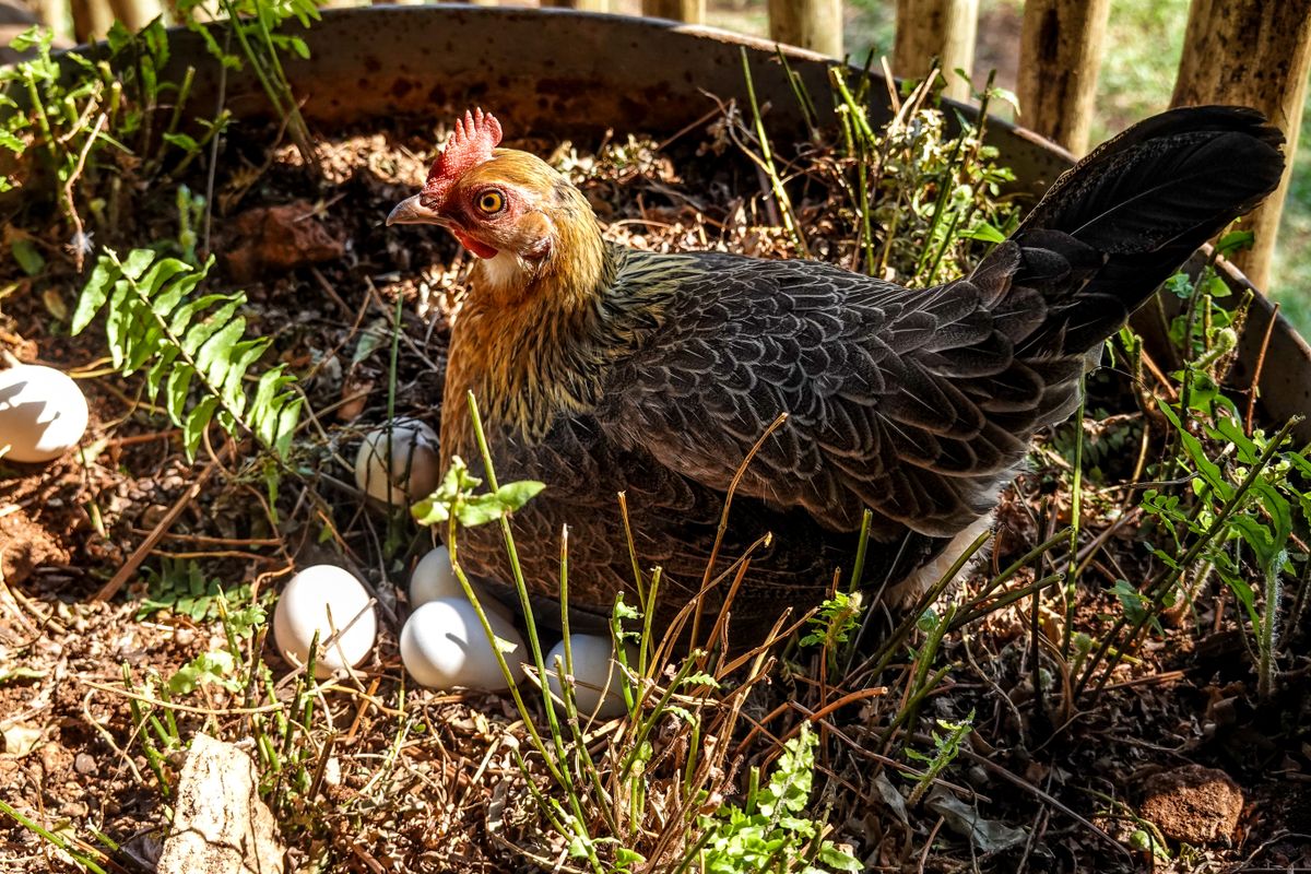 Poule Araucana : œufs bleus, standard français et reproduction