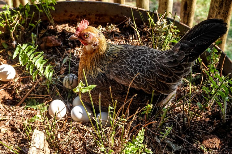 A Hen With Eggs