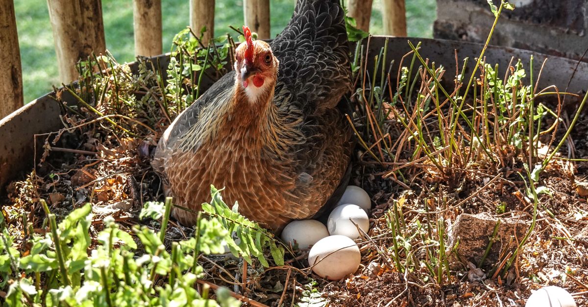 How heat stress disrupts egg production during australian heatwaves. Why Backyard Chickens Stop Laying Eggs During Austra..