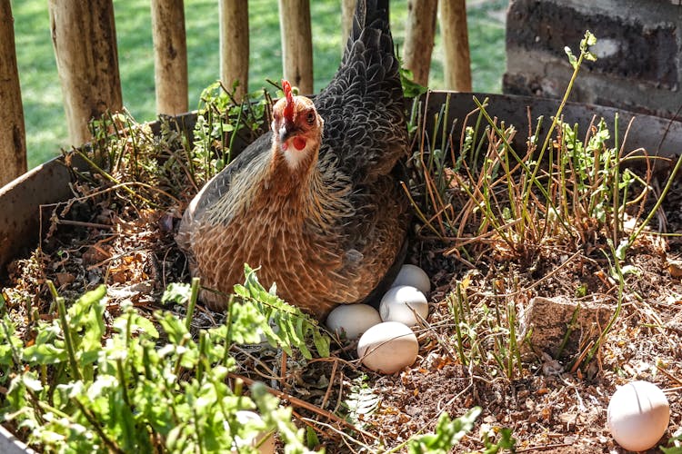 Photograph Of A Chicken With Eggs