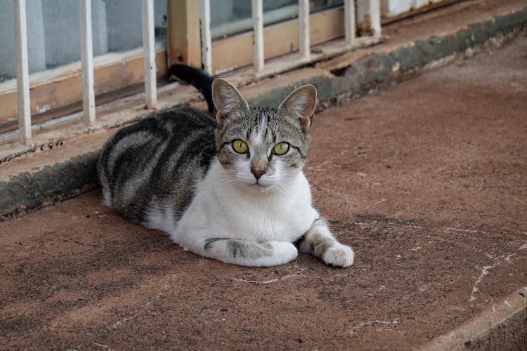 A Cat With Green Eyes 