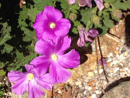 Free stock photo of flowers, purple flowers Stock Photo