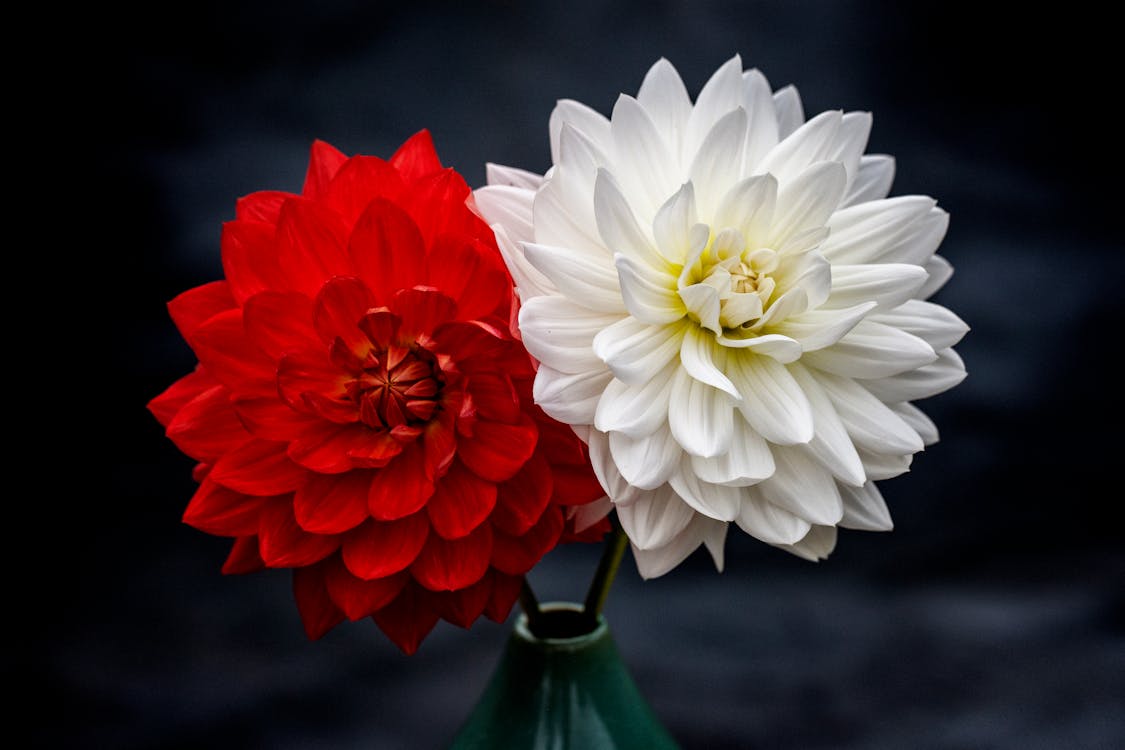 無料 赤と白の花びらの花の写真 写真素材