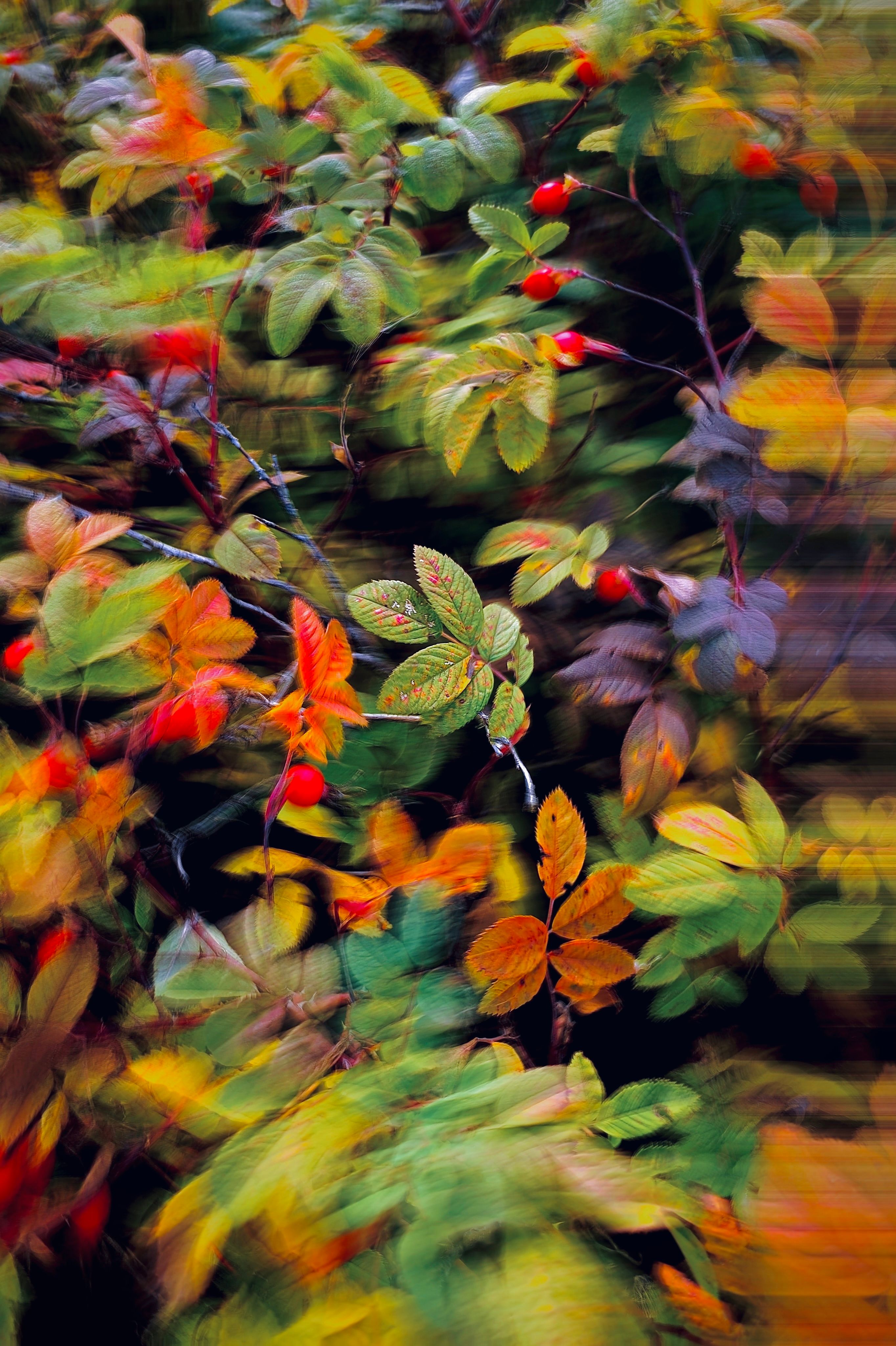 Colorful autumn leaves creating dynamic motion blur effect.