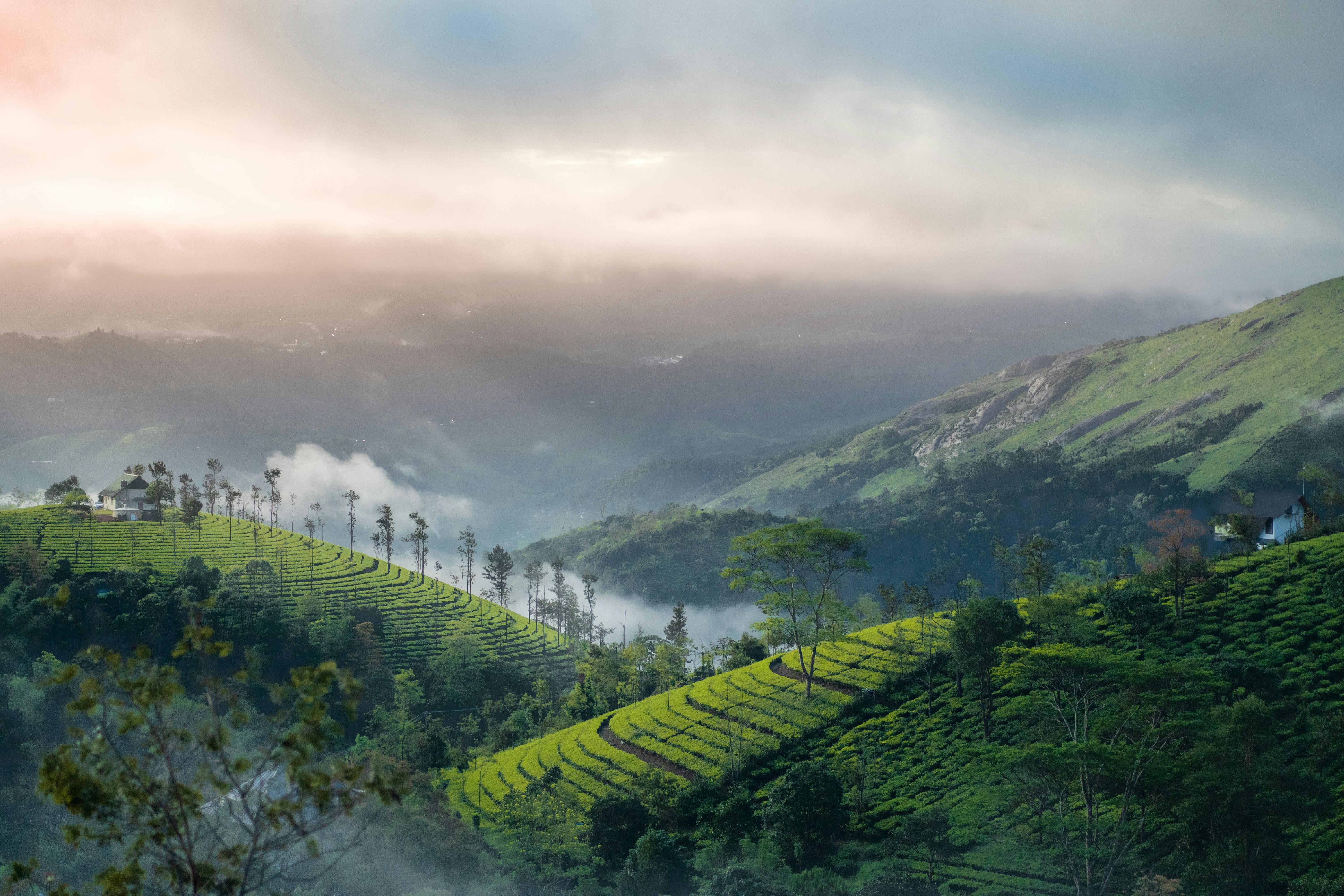 Munnar Hill, India HD Desktop Wallpapers : High Definition : Mobile ... Desktop  Background