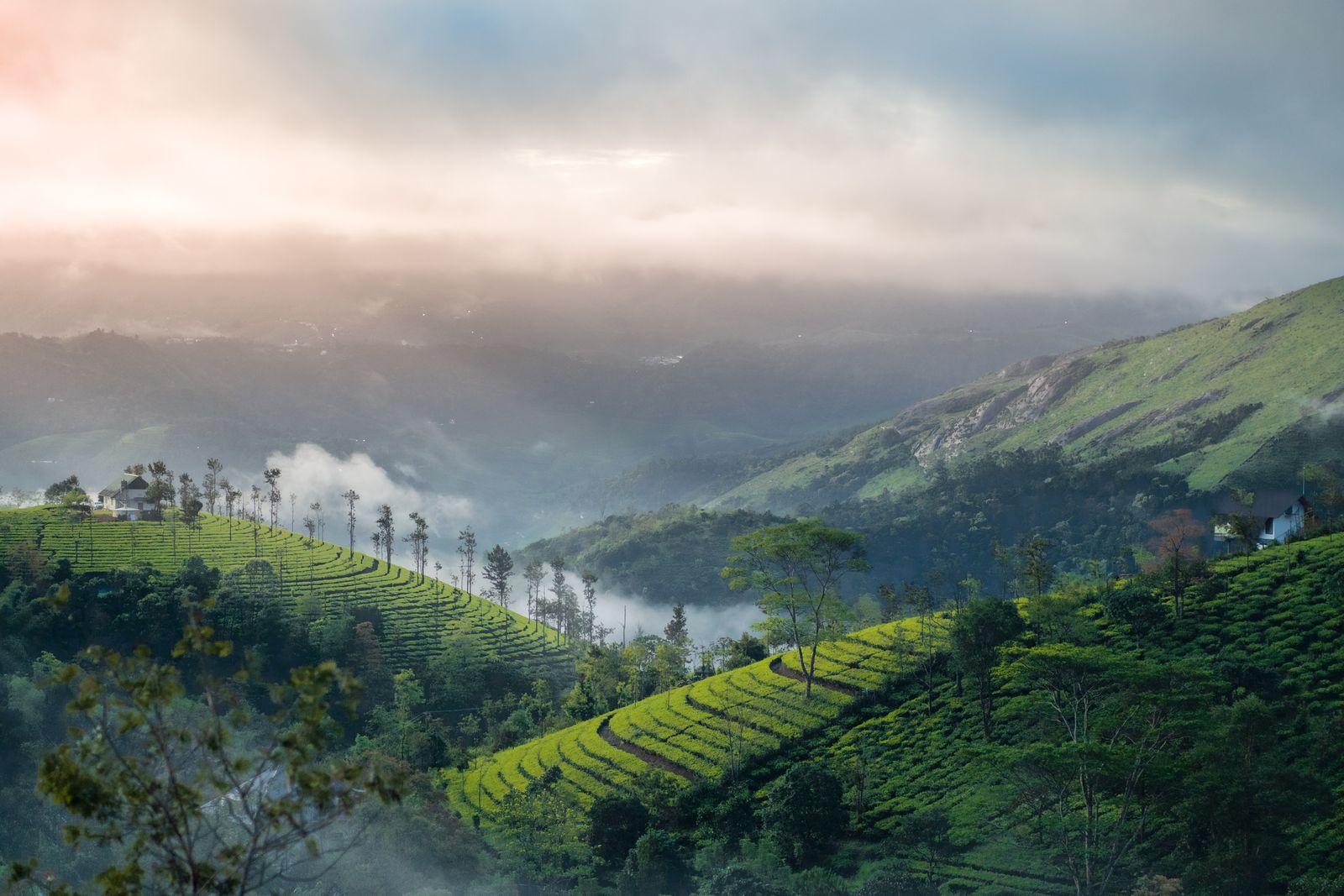 Sunrise over tea plantations in Vagamon, Kerala