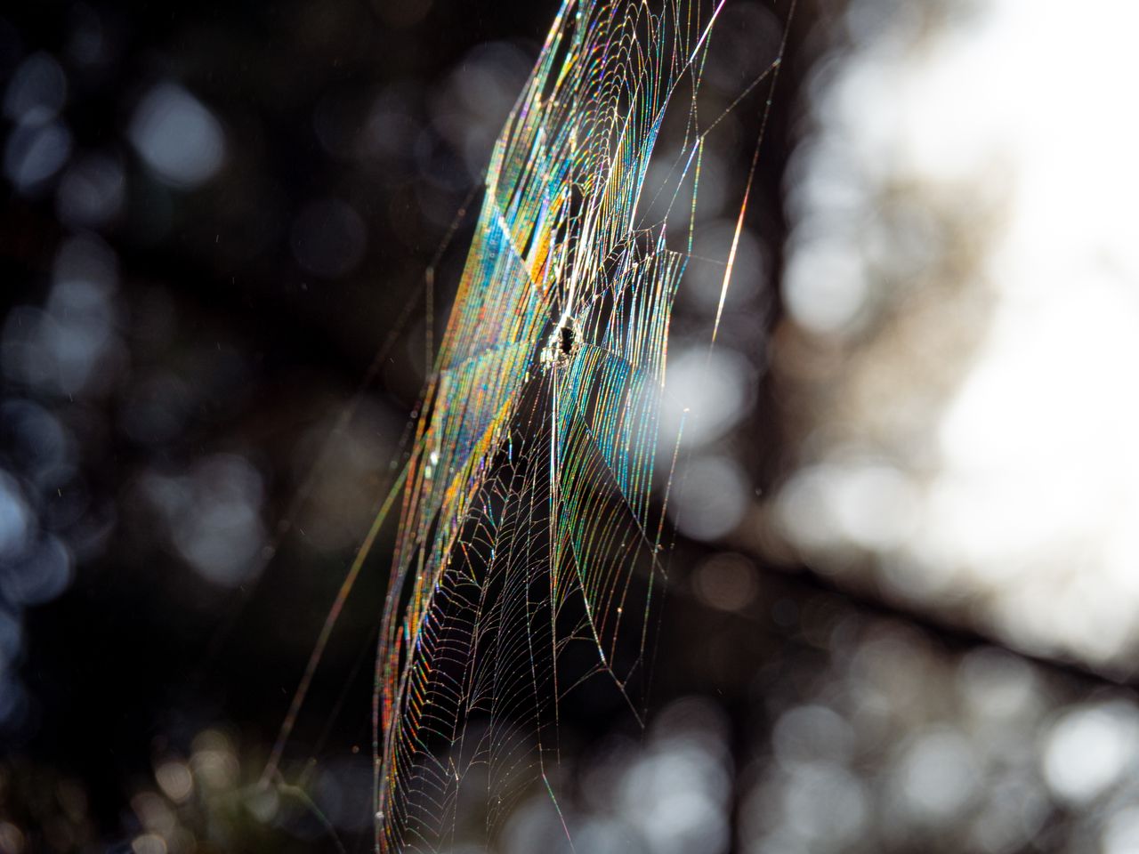 close up of a shiny spider web with iridescent colors in the sunlight
