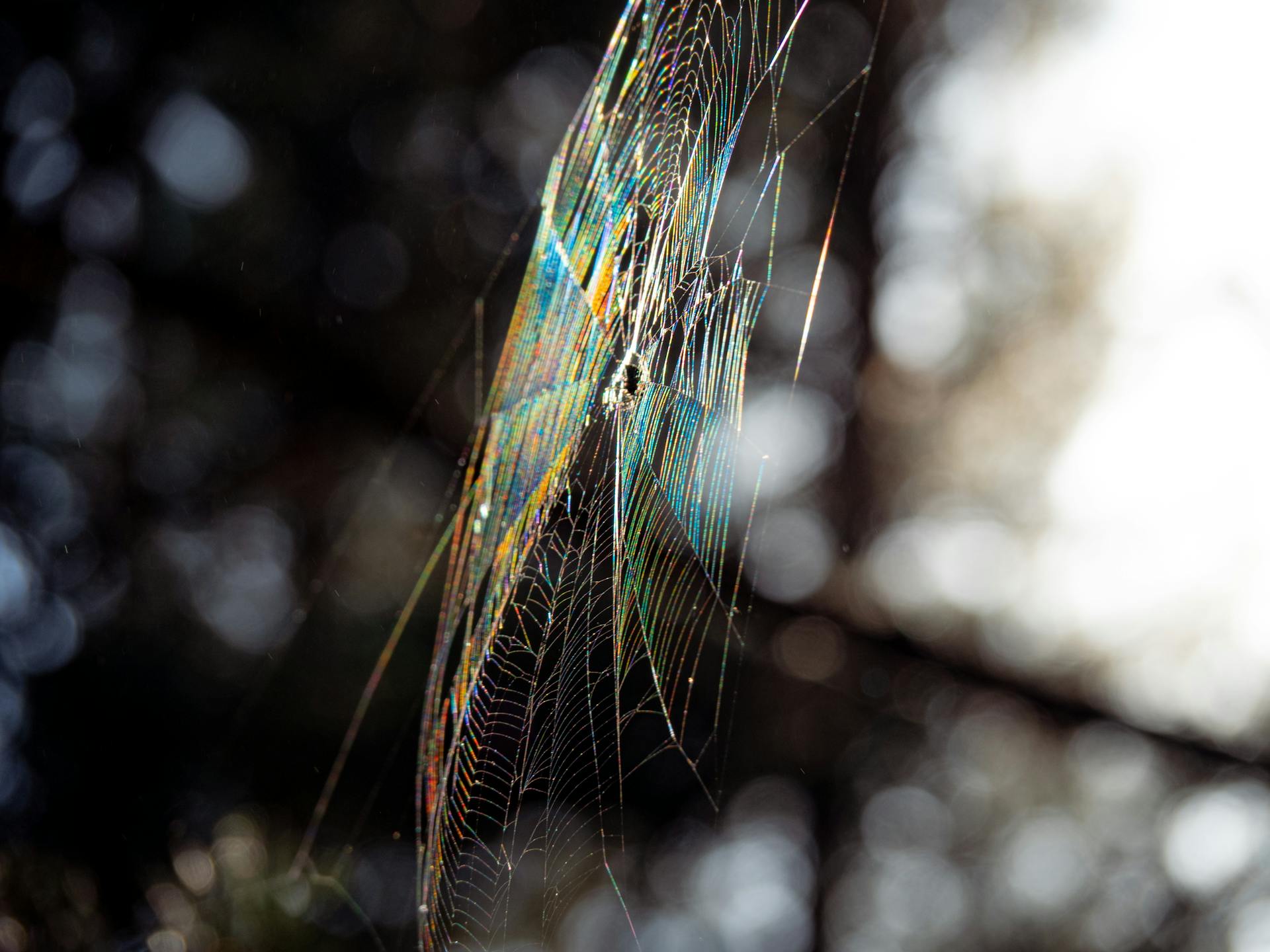 Close-up of a shiny spider web with iridescent colors in the sunlight, displaying an artistic natural pattern.