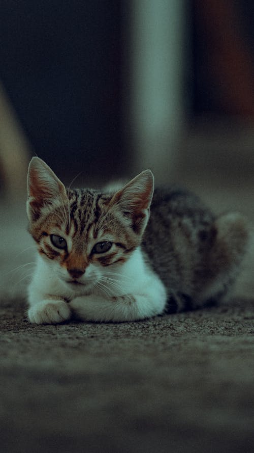 Close-Up Shot of a Kitten