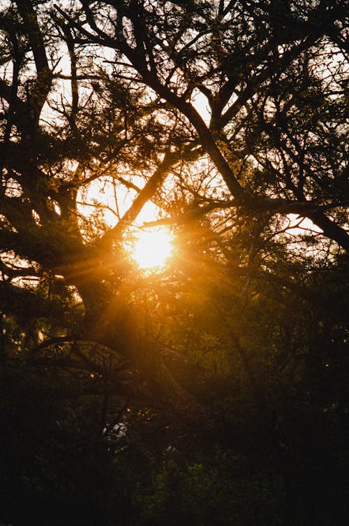 Gratis Immagine gratuita di alba, alberi, esterno Foto a disposizione