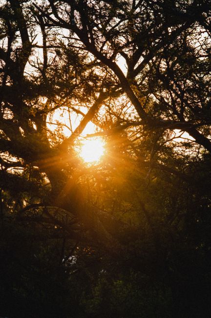 Sunset casting golden rays through a dense forest canopy, creating a silhouette effect.