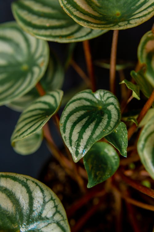 Peperomia Plant in Close-up Photography