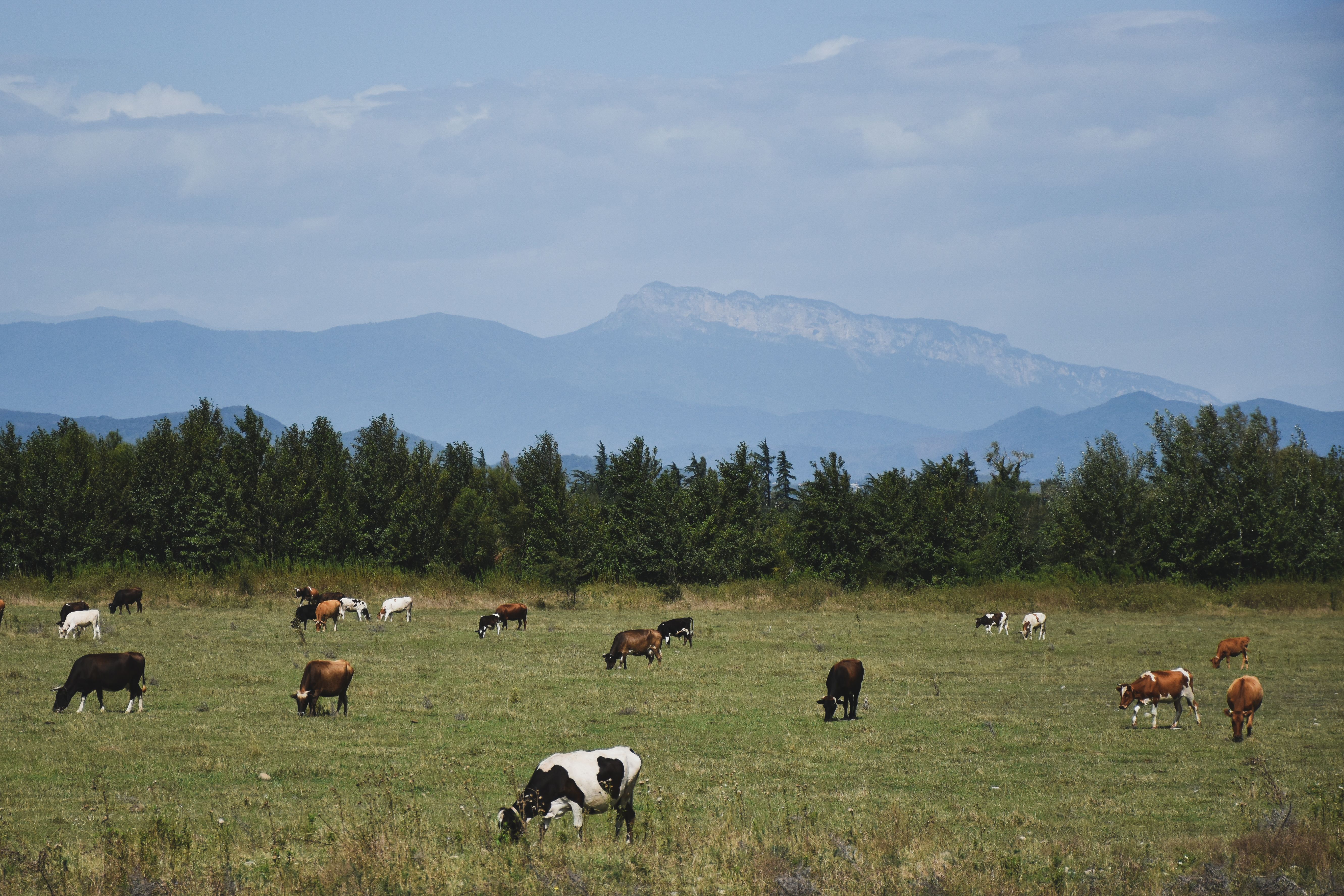 Herd of Cows on Green Grass Field · Free Stock Photo