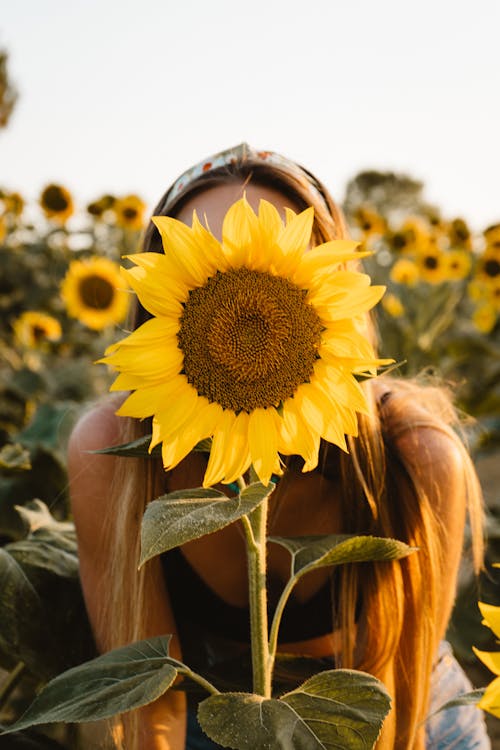 Close Up Photo of Woman Behind a Sunflower