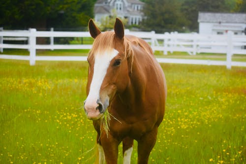 Brown and White Horse on Green Grass Field