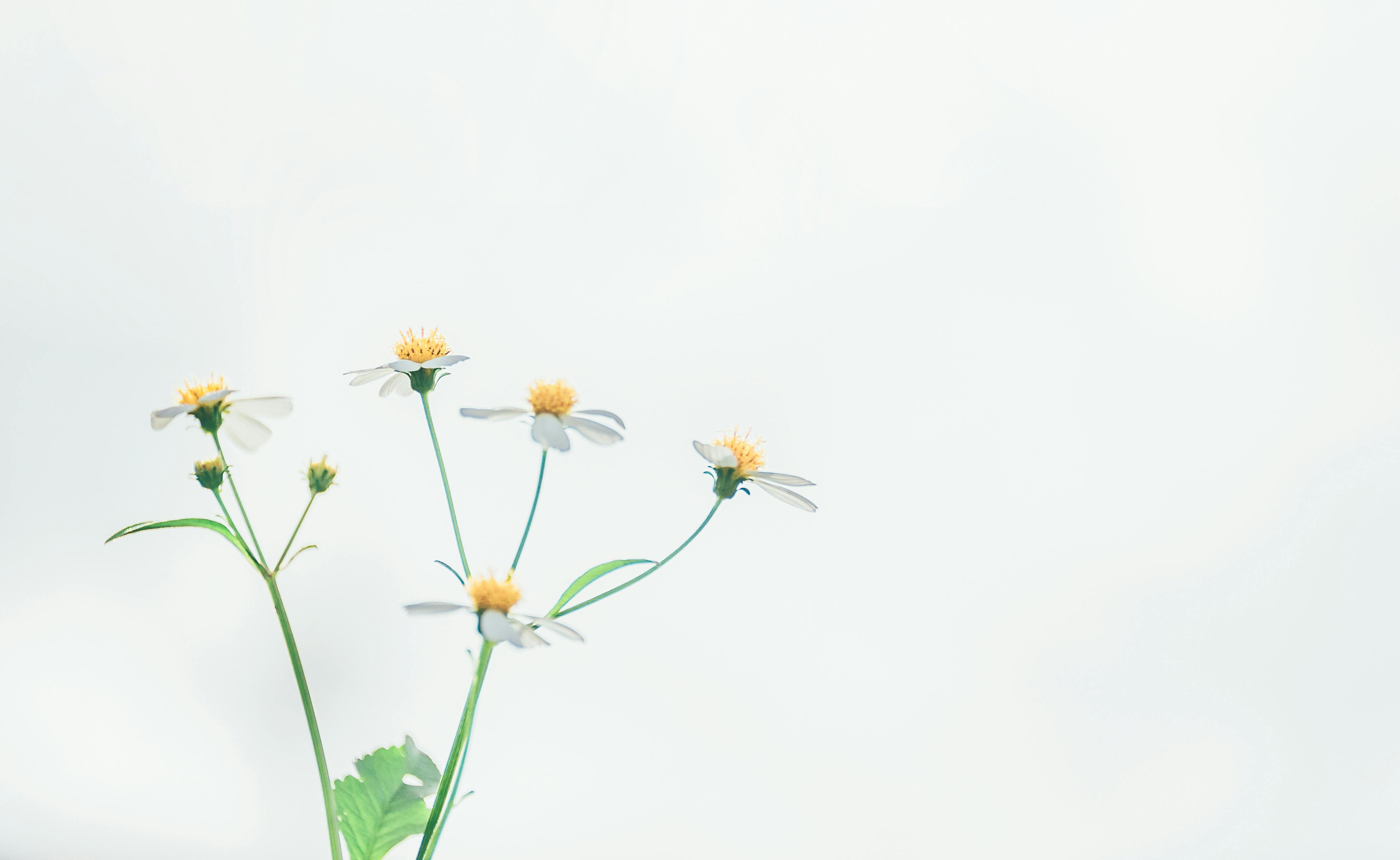 shallow focus photography of white flowers