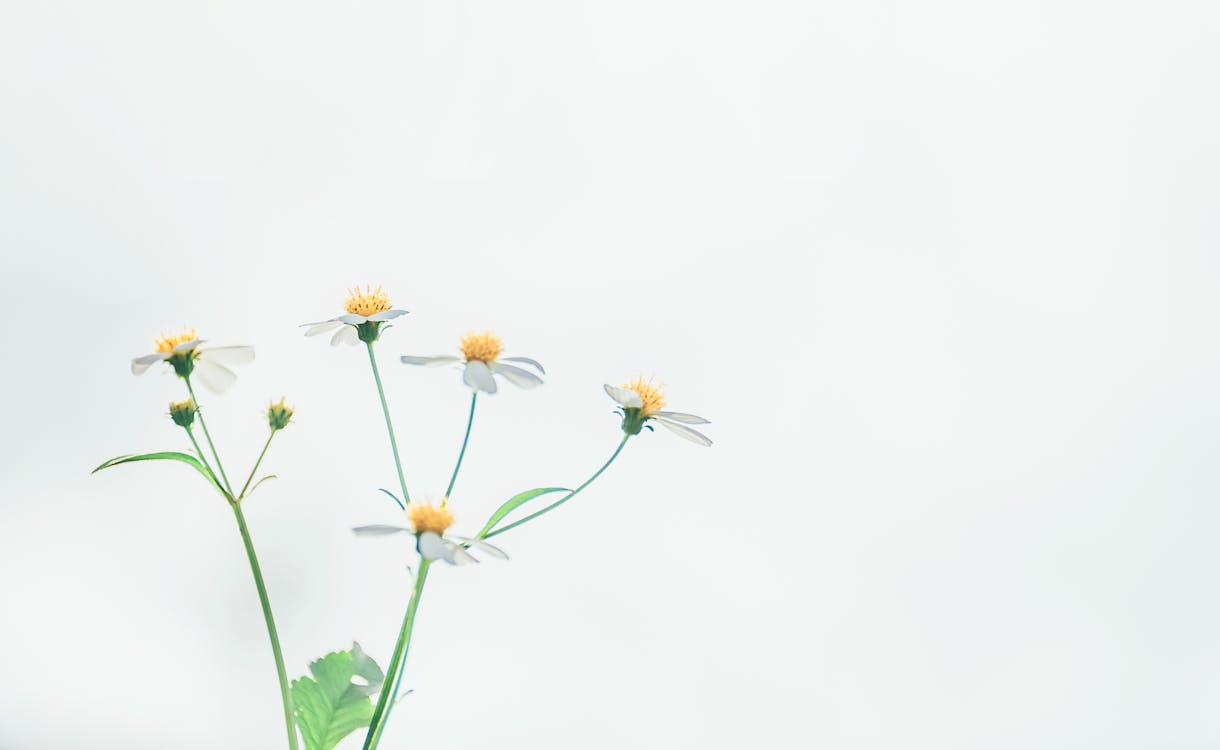 Shallow Focus Photography Of White Flowers