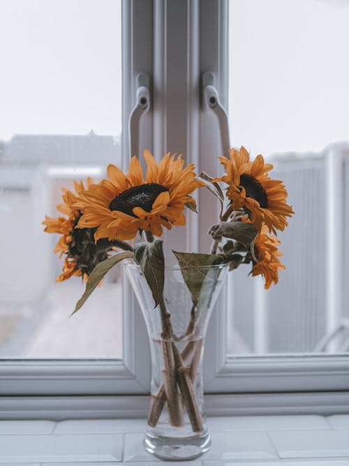 Free Yellow Sunflower in Clear Glass Vase Stock Photo