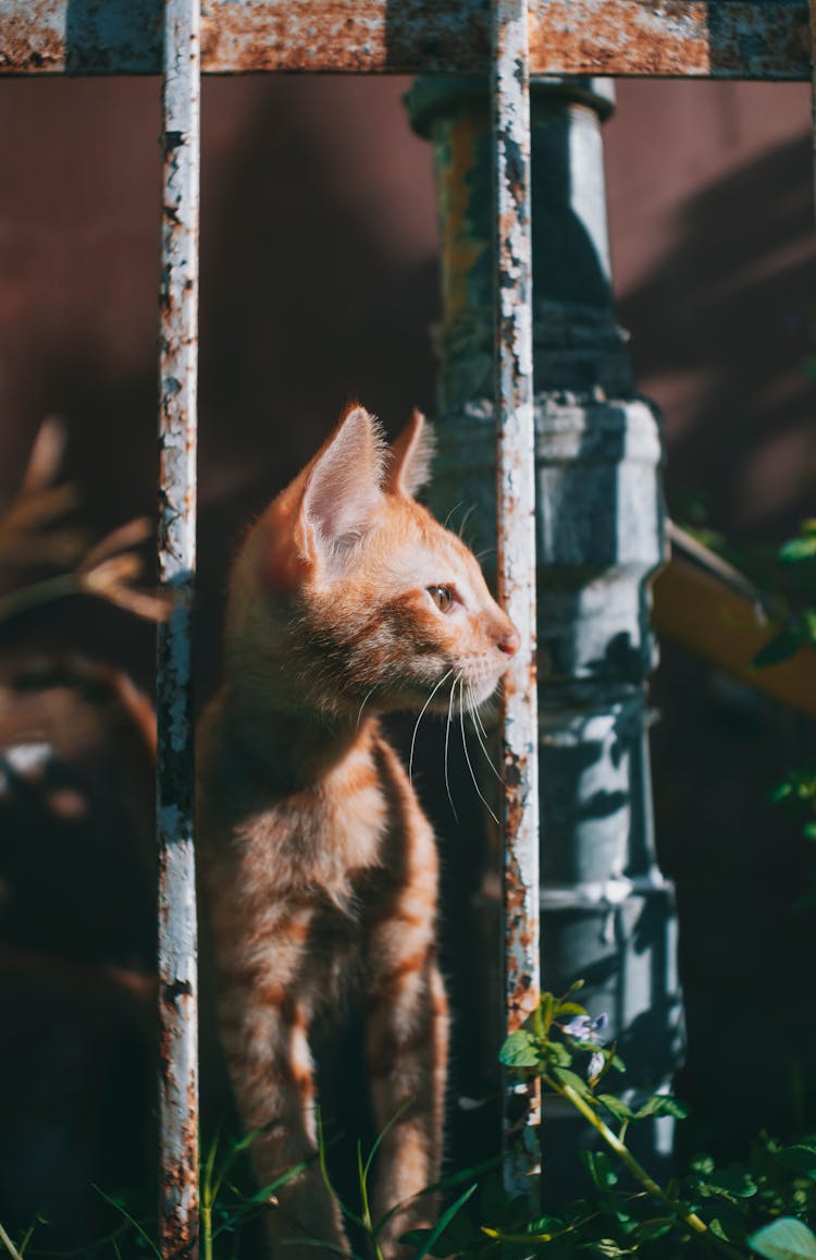 Orange Tabby Cat Behind A Fence