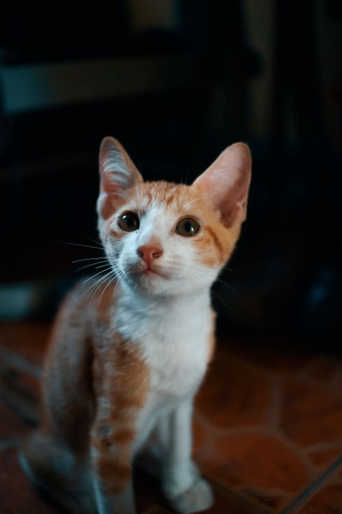 Free Close-up of a ginger and white kitten sitting indoors, looking curious. Stock Photo