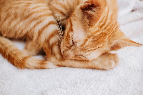 Free Adorable close-up of a ginger tabby cat peacefully sleeping on a fluffy white blanket. Stock Photo