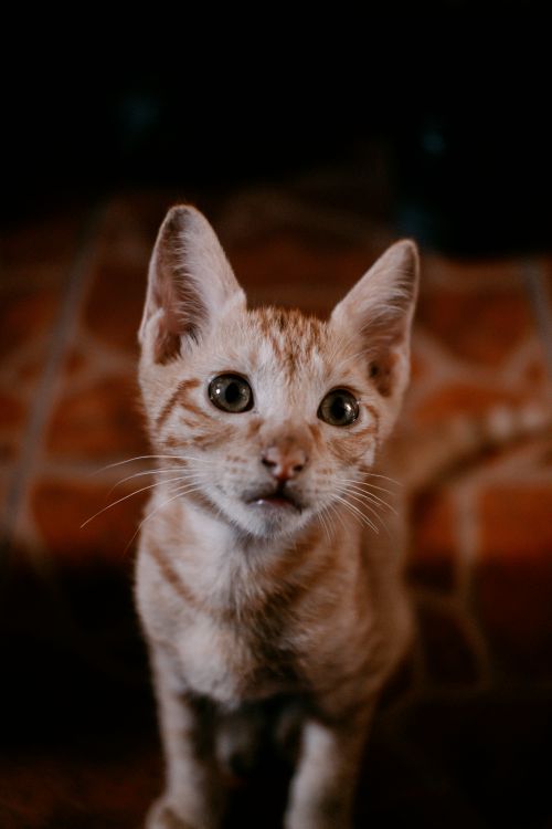 Free Cute ginger kitten close-up in warm lighting, ideal for pet lovers. Stock Photo