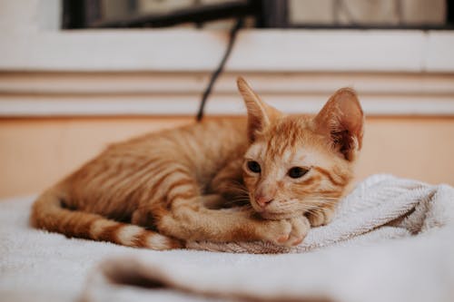 Close-up of a Orange Tabby Cat