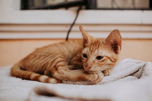 Free Cute ginger tabby kitten lying on a soft blanket indoors, showcasing its relaxed posture. Stock Photo