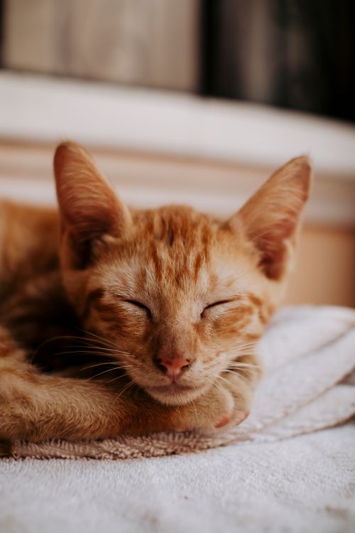 Free Peaceful orange tabby kitten sleeping on a blanket in a cozy indoor setting. Stock Photo