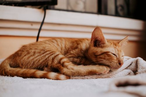 Free A cute ginger kitten peacefully sleeping on a soft surface indoors. Stock Photo