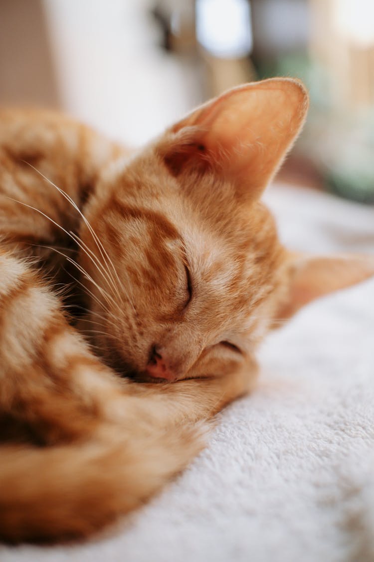 A Cute Cat Sleeping