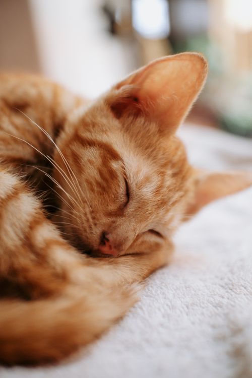 Free Adorable ginger kitten sleeping peacefully on a soft white blanket. Stock Photo