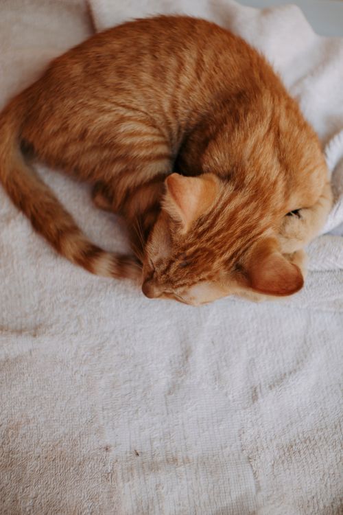 Free Cute ginger tabby kitten peacefully sleeping on a soft white blanket indoors. Stock Photo