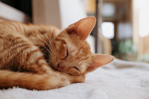 Close-Up Photograph of an Orange Tabby Cat