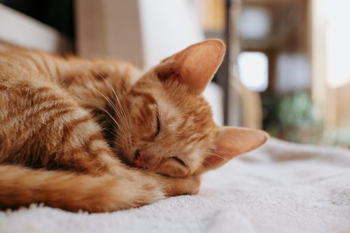 Free Adorable ginger tabby cat peacefully sleeping on a soft indoors blanket, highlighting its tranquility. Stock Photo