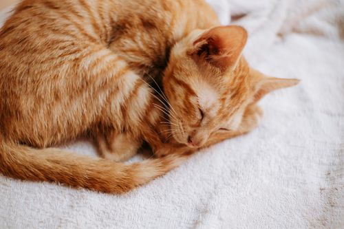 Free A cozy tabby kitten sleeps peacefully on a textured blanket, capturing a serene moment. Stock Photo