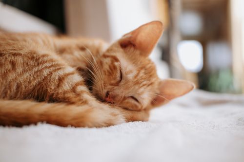Free A peaceful orange tabby cat sleeping indoors on a soft surface in daylight. Stock Photo