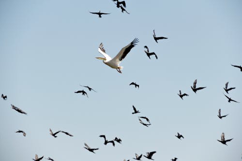 Základová fotografie zdarma na téma divočina, Dunaj, fauna