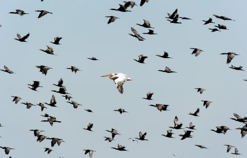 Pélican Blanc Volant Près De Troupeau De Cormorans Volants Sous Le Ciel Bleu