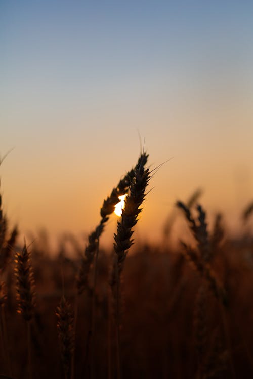 Blades of Grass at Sunset