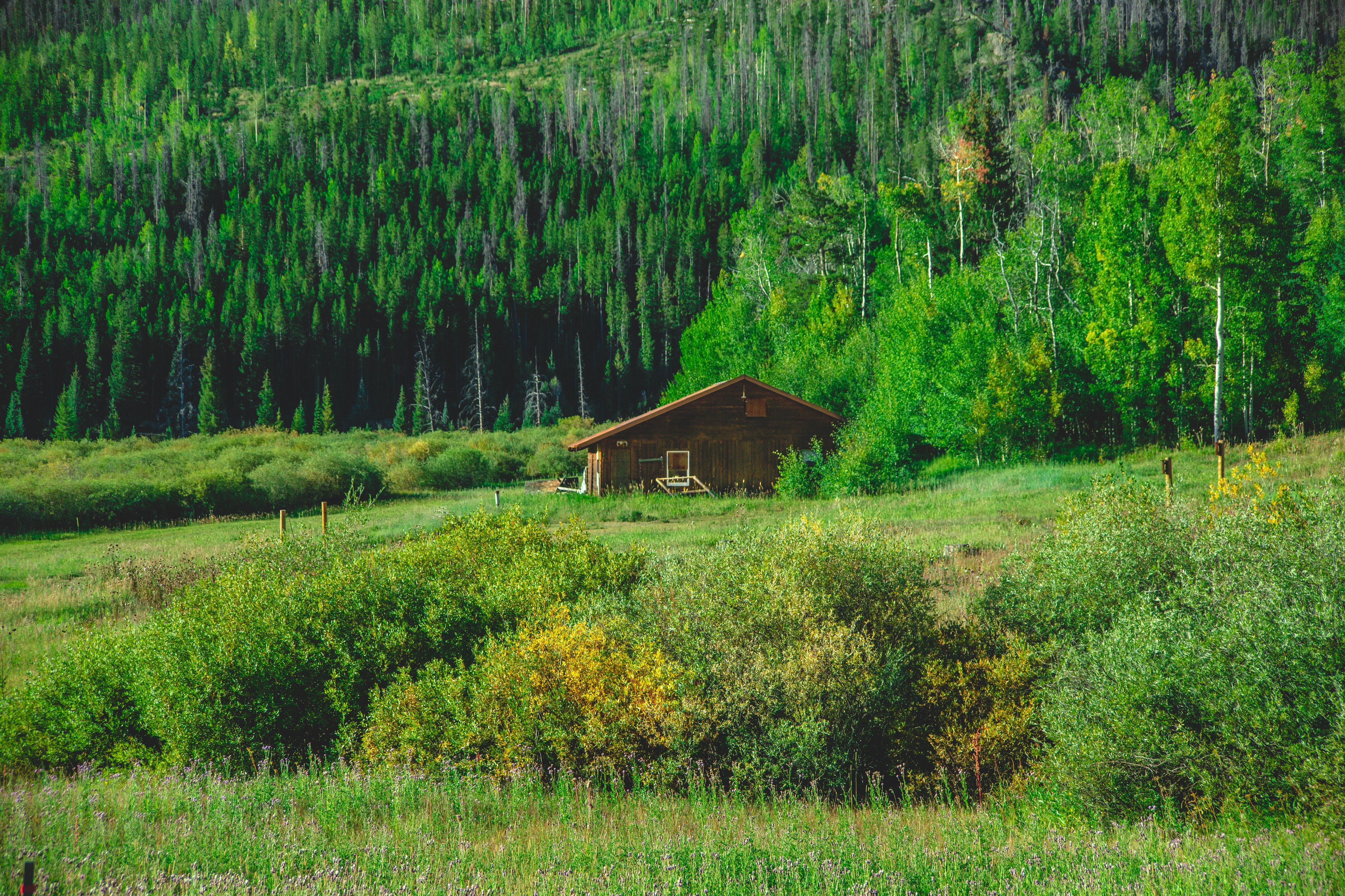 Fotomural Vista serena de una cabaña de madera situada en un denso bosque verde durante el verano en un paisaje remoto.
