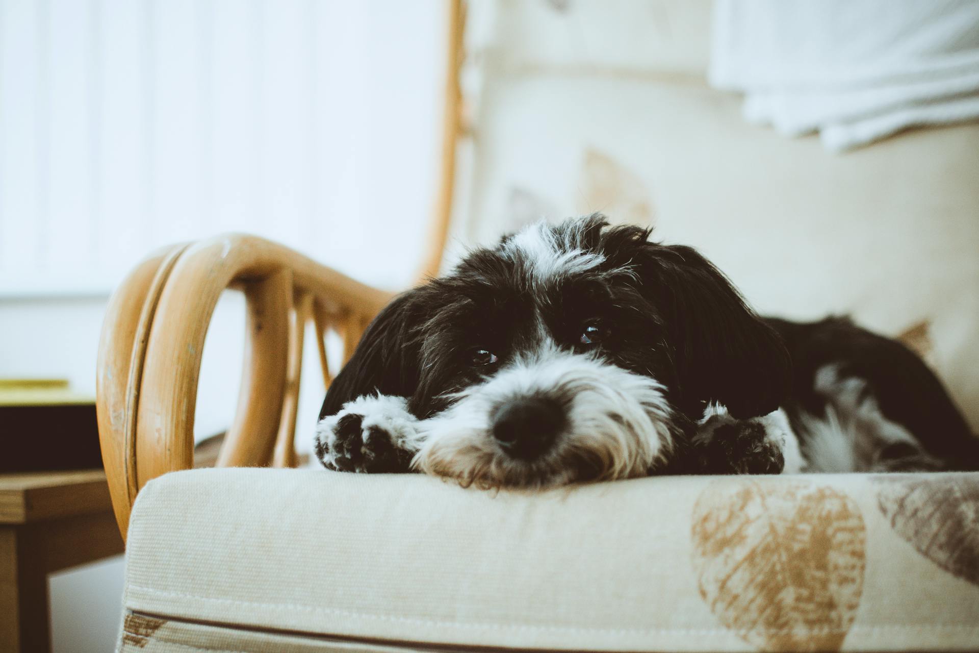 Zwarte en witte Havanese