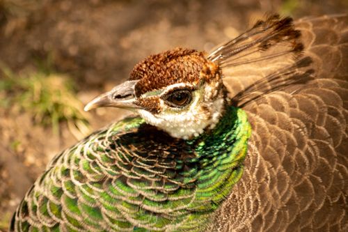 Free Intimate close-up of a peacock displaying its vibrant feathers in sunlight. Stock Photo