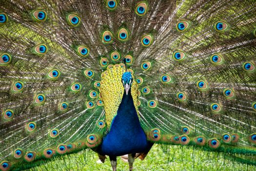 peacock photo