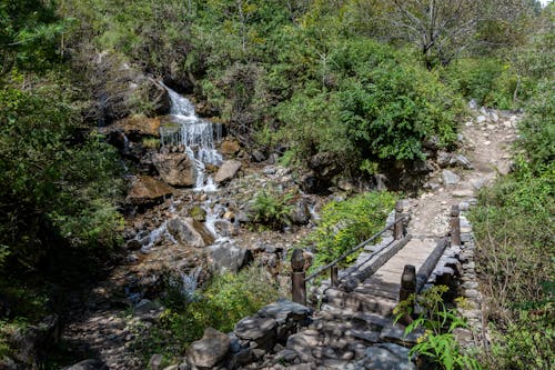 Kostenloses Stock Foto zu bäume, dschungel, holzbrücke