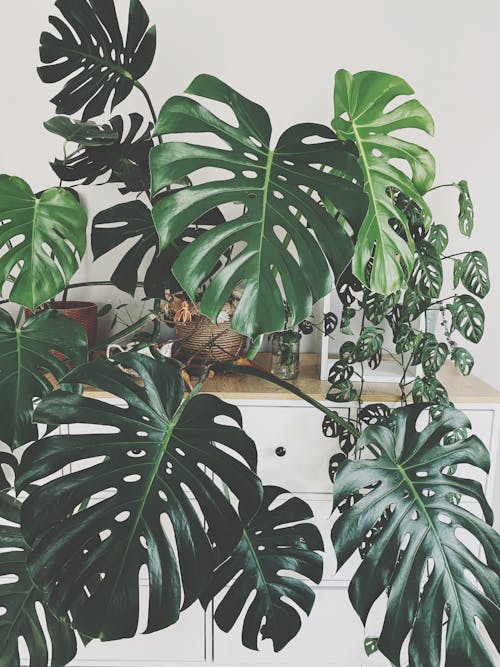 monstera deliciosa, 垂直拍摄, 室内植物 的 免费素材图片