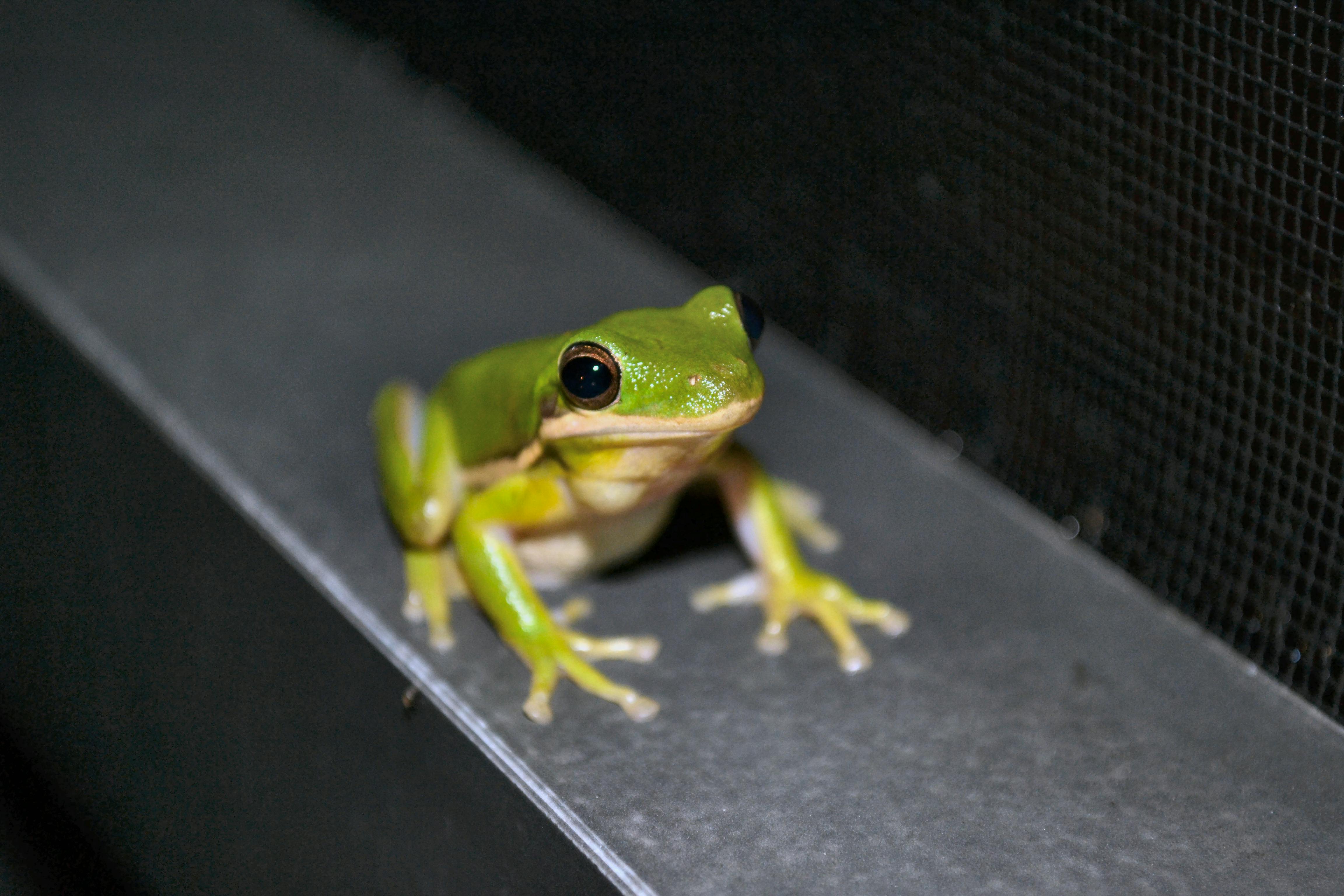 カエル 緑のカエルの無料の写真素材