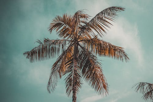 A Palm Tree Under the Blue Sky 