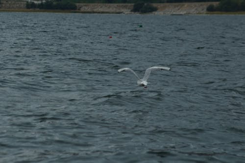 Free stock photo of above sea, big river, bird